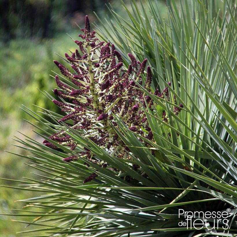 Dracaena draco - Albero del drago (Flowering)
