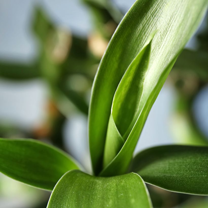 Dracaena sanderiana - Lucky bamboo (Fogliame)