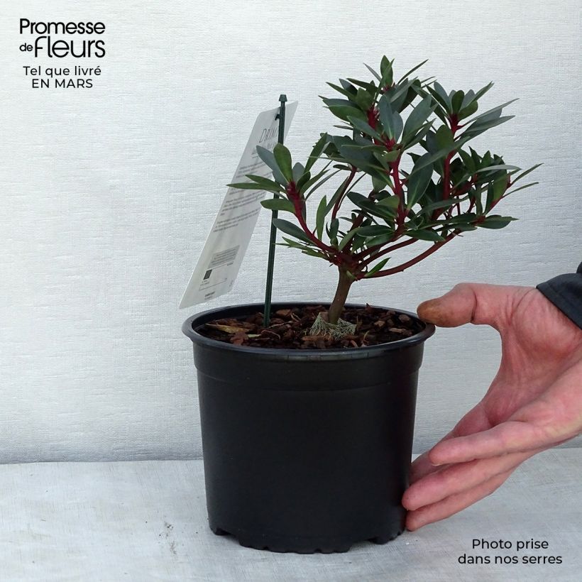 Example of Drimys aromatica Red Spice Vaso da 2L/3L as you get in printemps