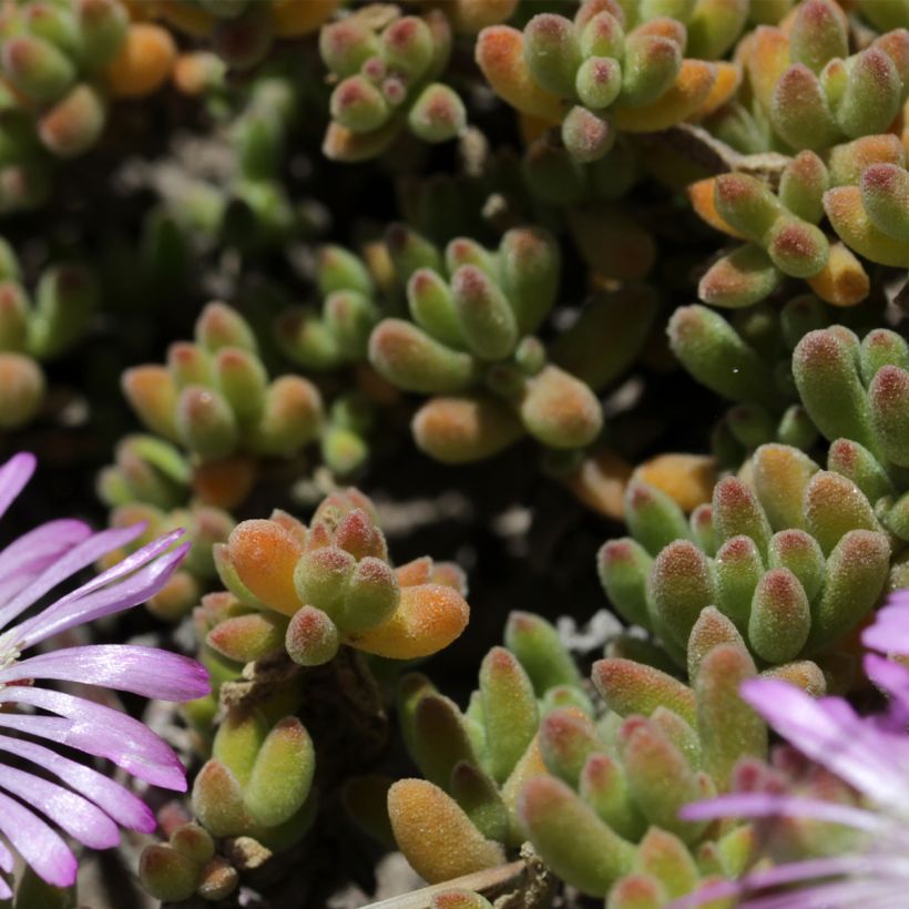 Drosanthemum candens - Erba cristallina splendente (Fogliame)