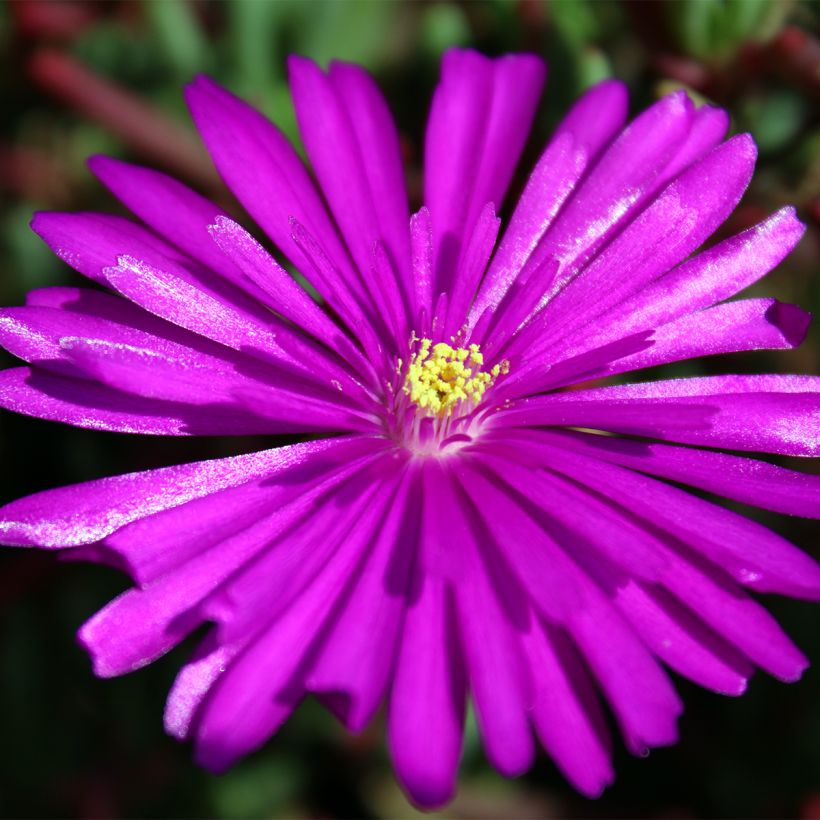 Drosanthemum hispidum - Erba cristallina ispida (Fioritura)