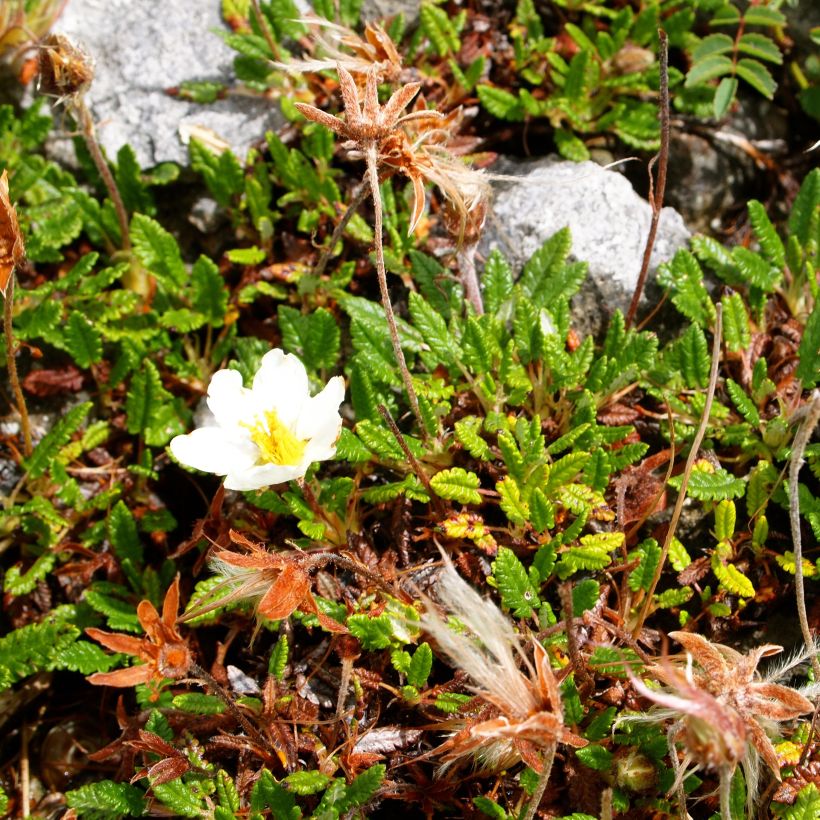 Dryas drummondii Grandiflora (Porto)