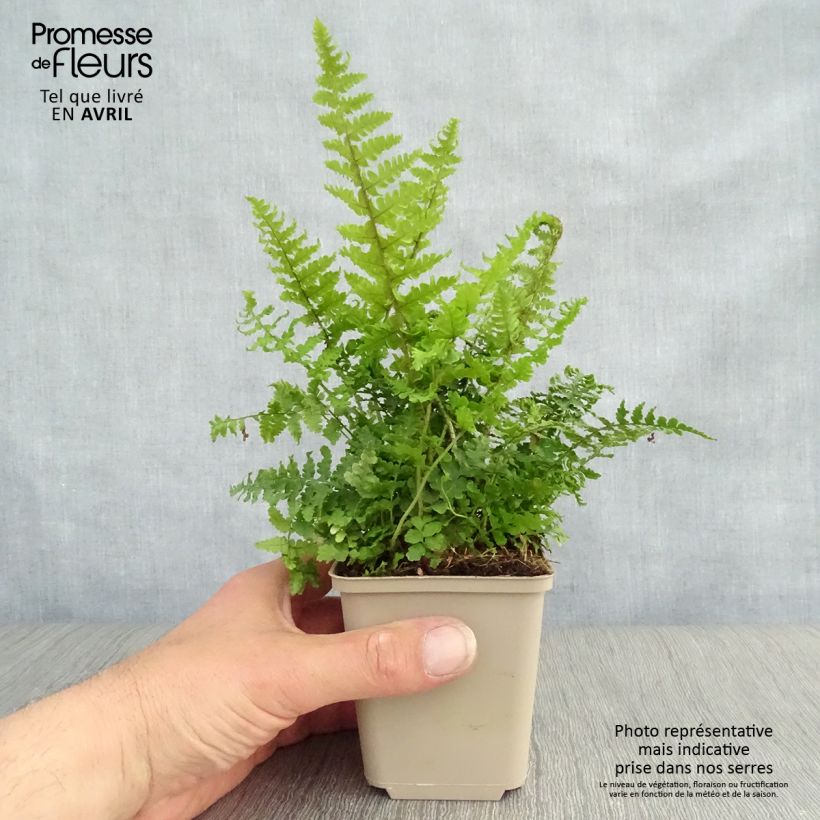 Dryopteris affinis Crispa Vasetto da 8/9 cm esemplare consegnato in primavera