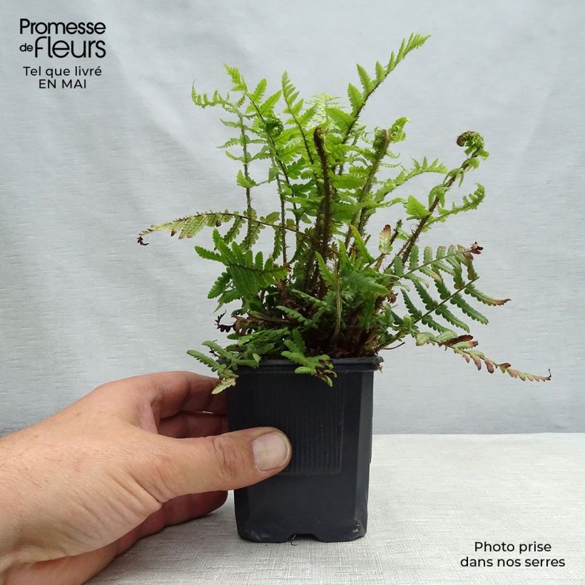 Example of Dryopteris affinis Vasetto da 8/9 cm as you get in printemps