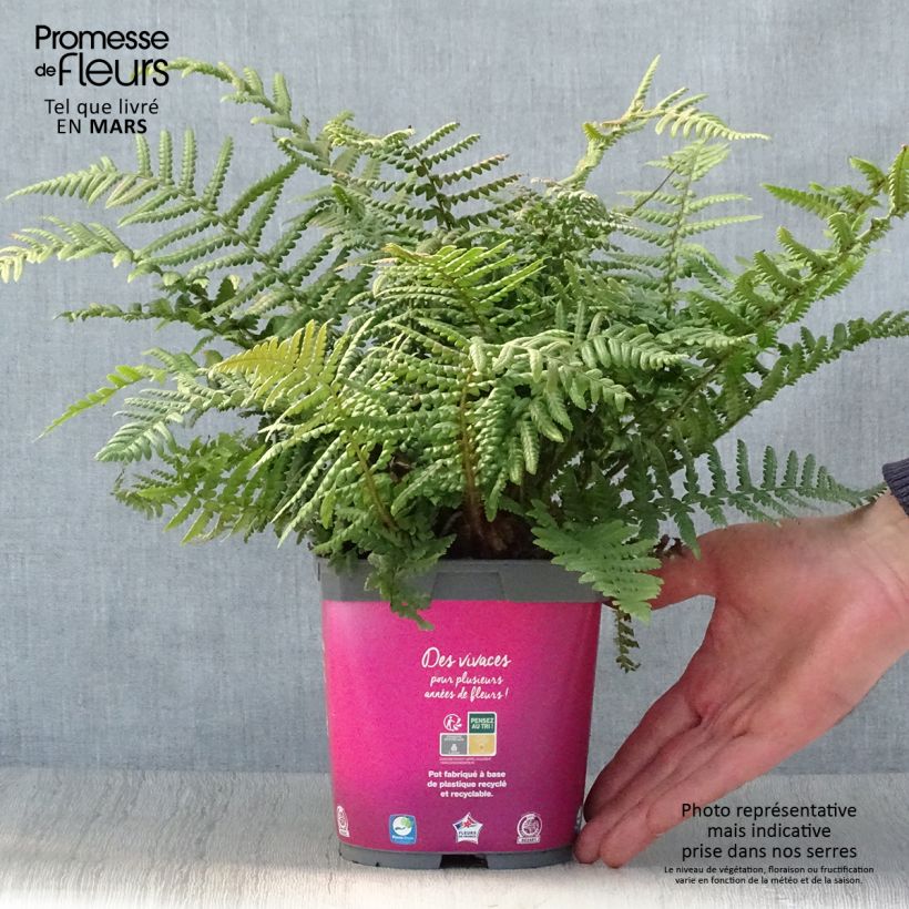 Example of Dryopteris affinis Vaso da 2L/3L as you get in printemps