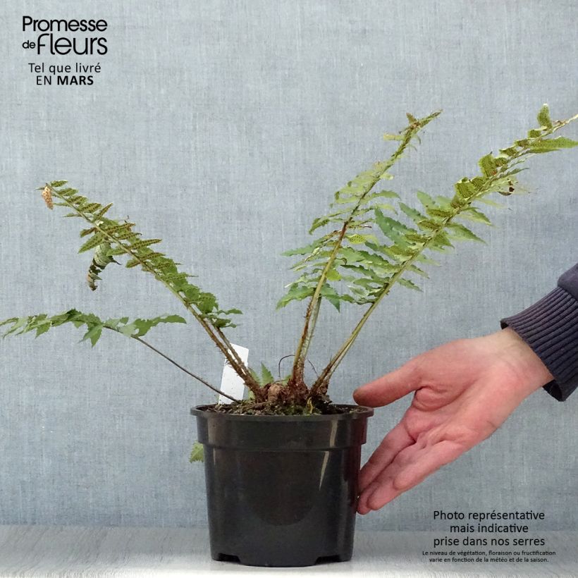 Dryopteris cycadina Vaso da 2L/3L esemplare consegnato in primavera
