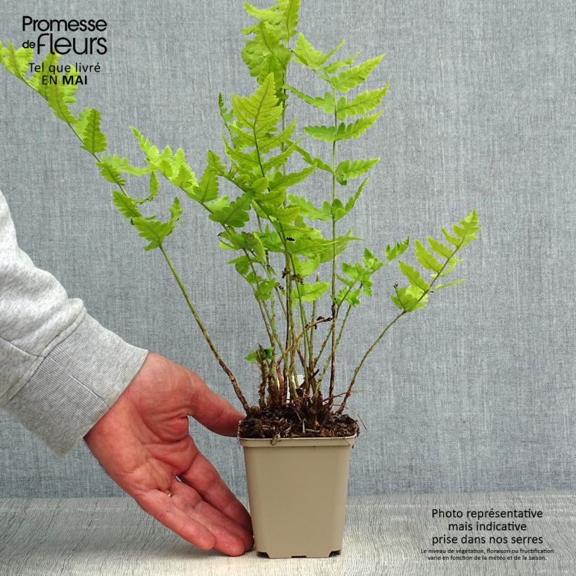 Dryopteris clintoniana Vasetto da 8/9 cm esemplare consegnato in primavera