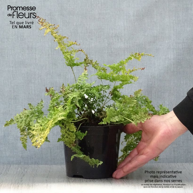 Dryopteris dilatata Crispa Whiteside - Felce dilatata Vaso da 2L/3L esemplare consegnato in primavera