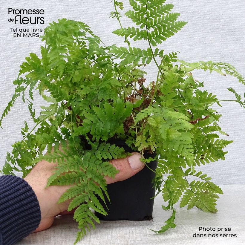 Dryopteris dilatata - Felce dilatata Vasetto da 8/9 cm esemplare consegnato in primavera