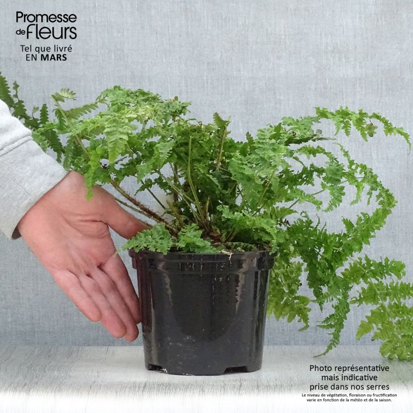 Dryopteris dilatata - Felce dilatata Vaso da 2L/3L esemplare consegnato in primavera