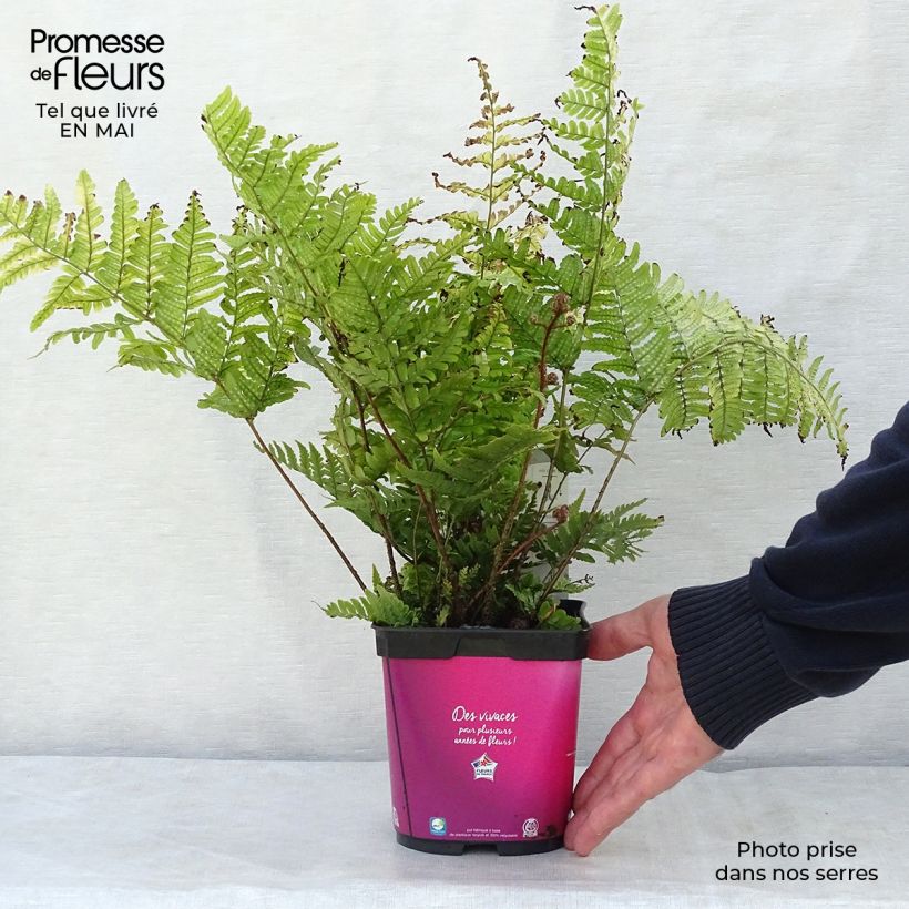 Example of Dryopteris erythrosora Vaso da 2L/3L as you get in printemps