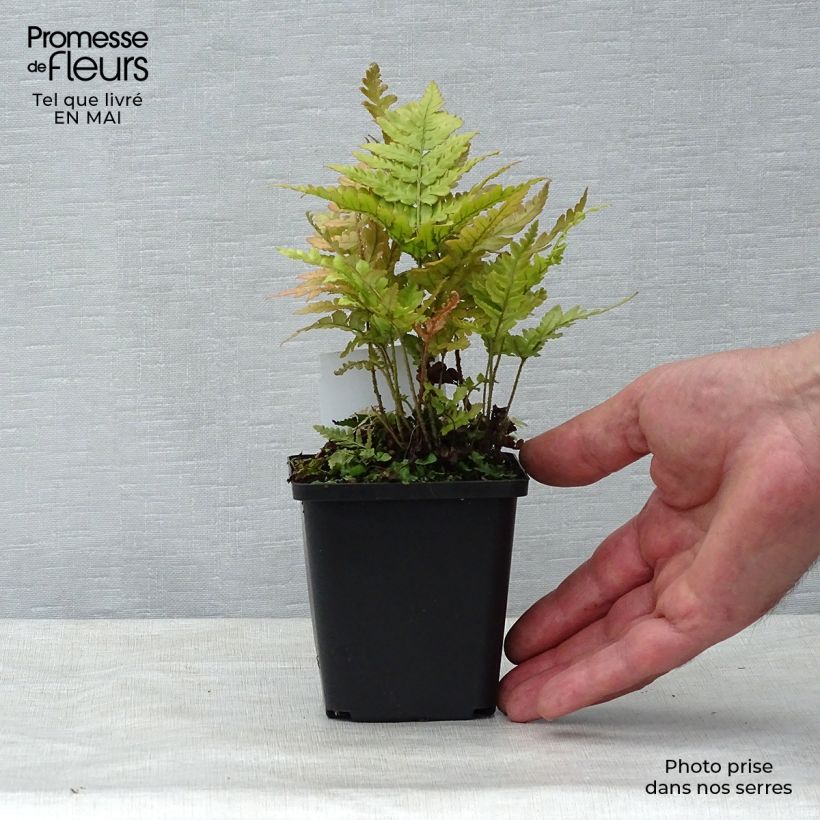 Example of Dryopteris erythrosora Vasetto da 8/9 cm as you get in printemps