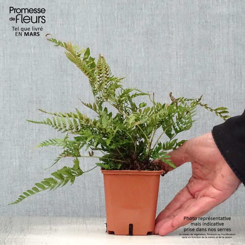Example of Dryopteris erythrosora Prolifica Vasetto da 8/9 cm as you get in printemps