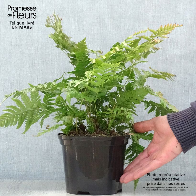 Example of Dryopteris erythrosora Prolifica Vaso da 2L/3L as you get in printemps