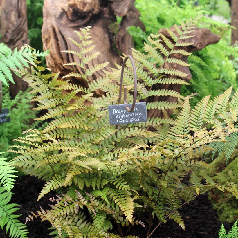Dryopteris erythrosora Prolifica (Plant habit)