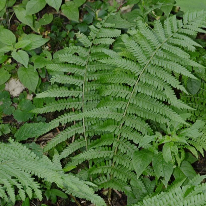 Dryopteris filix-mas - Felce maschio (Plant habit)
