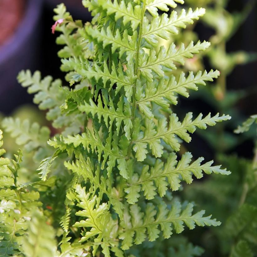 Dryopteris filix-mas Barnesii - Felce maschio (Foliage)