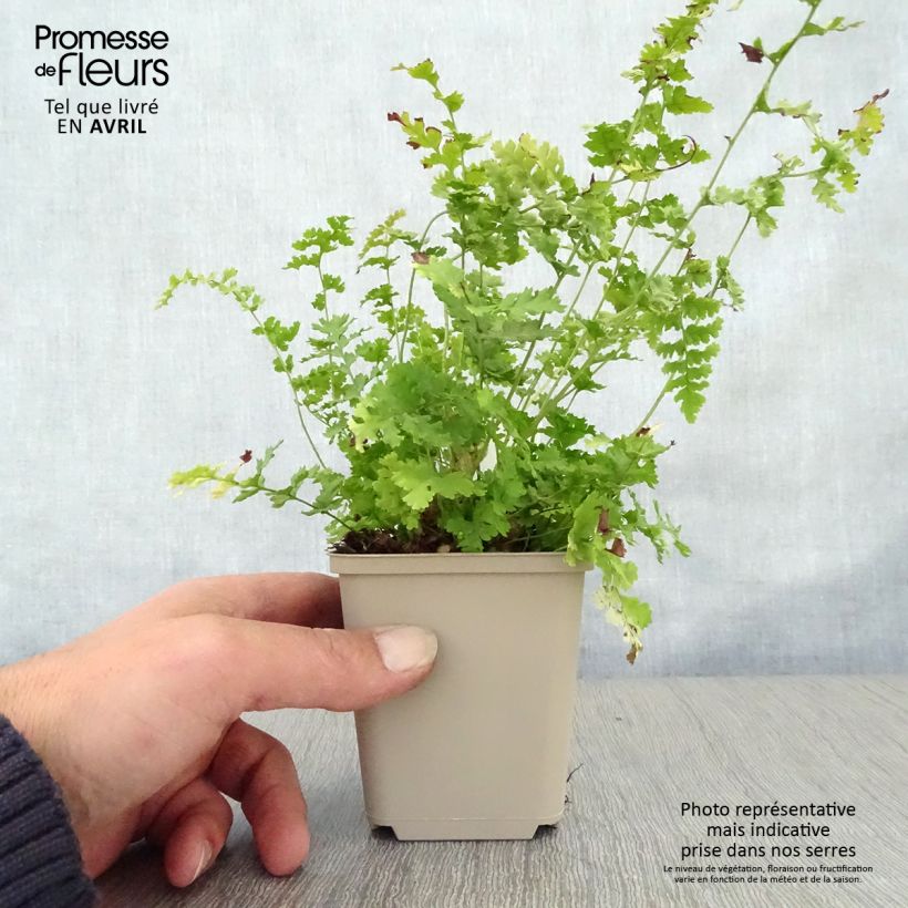 Example of Dryopteris filix-mas Barnesii - Felce maschio Vasetto da 8/9 cm as you get in printemps