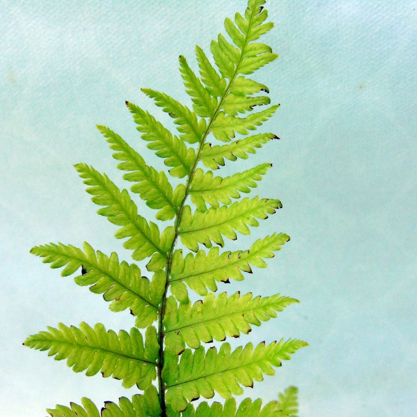 Dryopteris filix-mas - Felce maschio (Foliage)