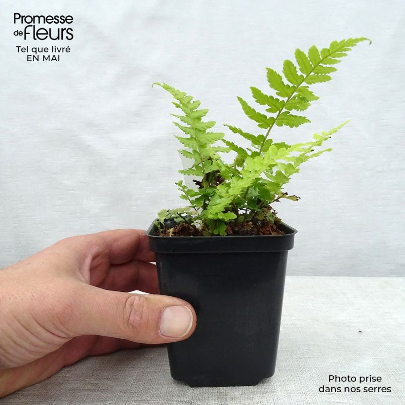 Example of Dryopteris filix-mas - Felce maschio Vasetto da 8/9 cm as you get in printemps