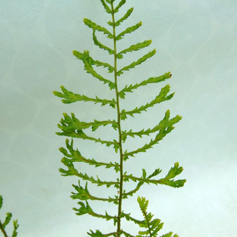 Dryopteris filix-mas Linearis Polydactyla - Felce maschio (Fogliame)