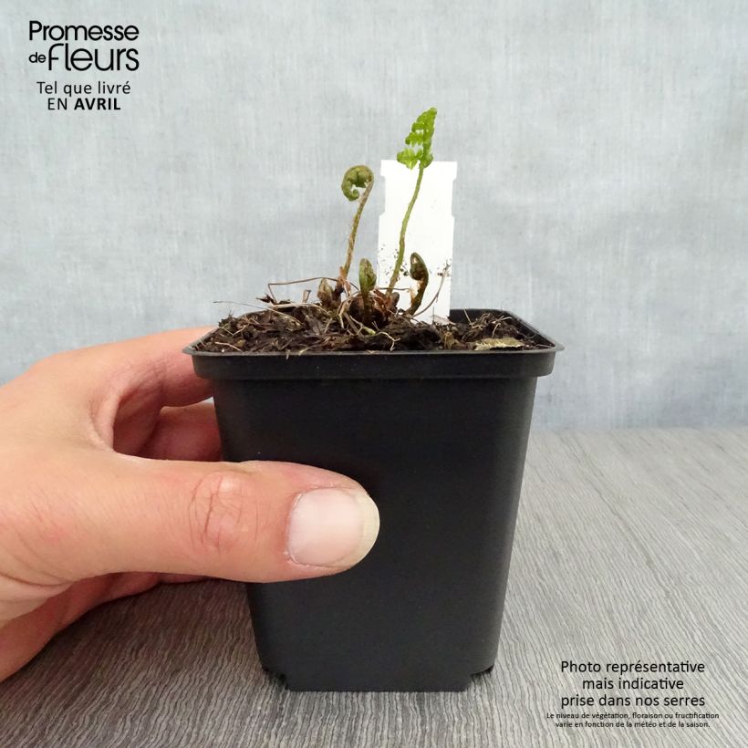 Dryopteris goldieana Vasetto da 8/9 cm esemplare consegnato in primavera