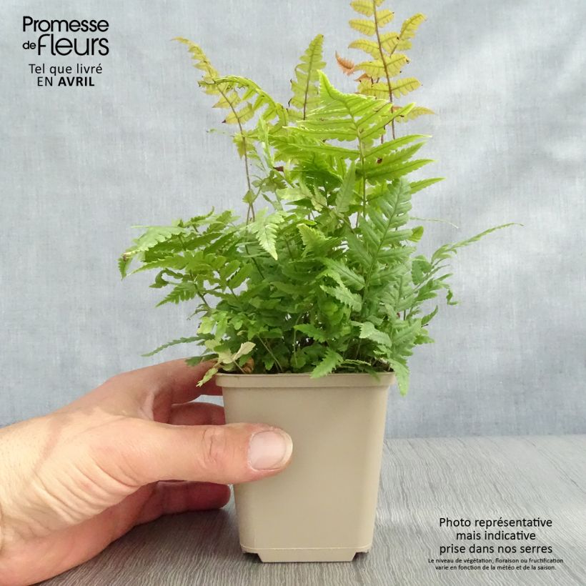 Dryopteris lepidopoda Vasetto da 8/9 cm esemplare consegnato in primavera