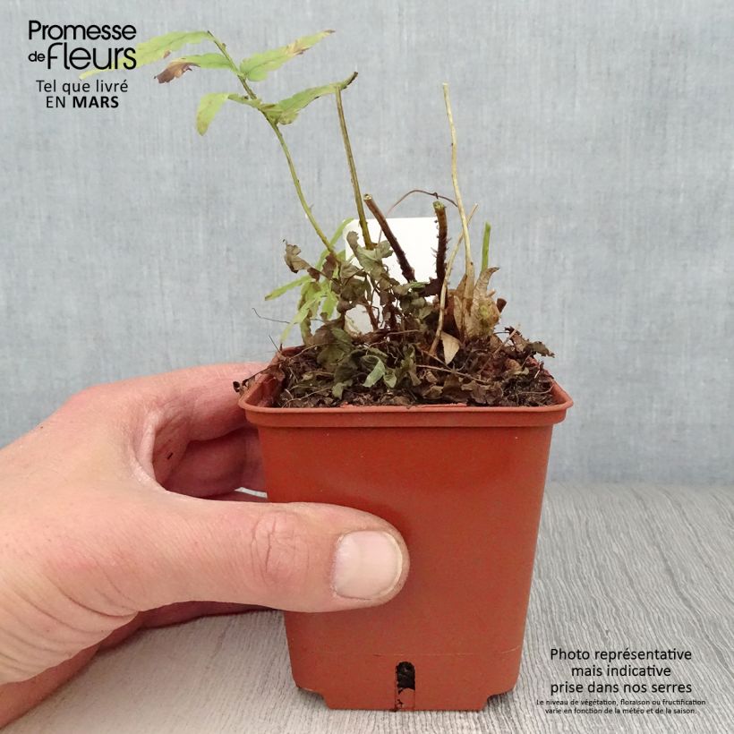 Dryopteris ludoviciana Vasetto da 8/9 cm esemplare consegnato in primavera