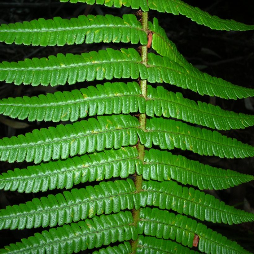 Dryopteris wallichiana (Foliage)