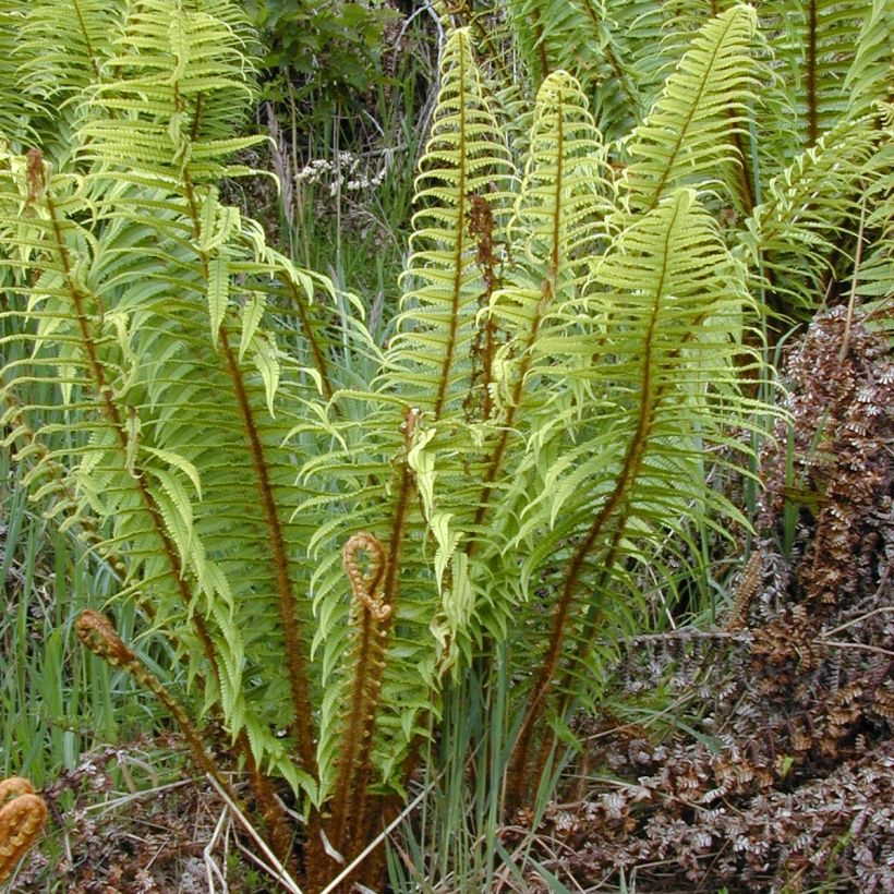 Dryopteris wallichiana (Plant habit)