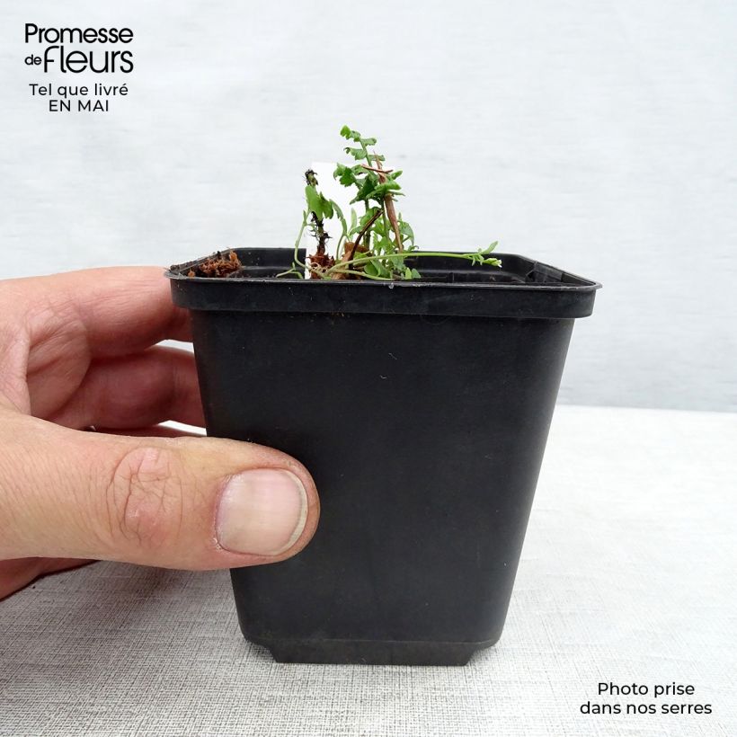 Example of Dryopteris wallichiana Vasetto da 8/9 cm as you get in printemps