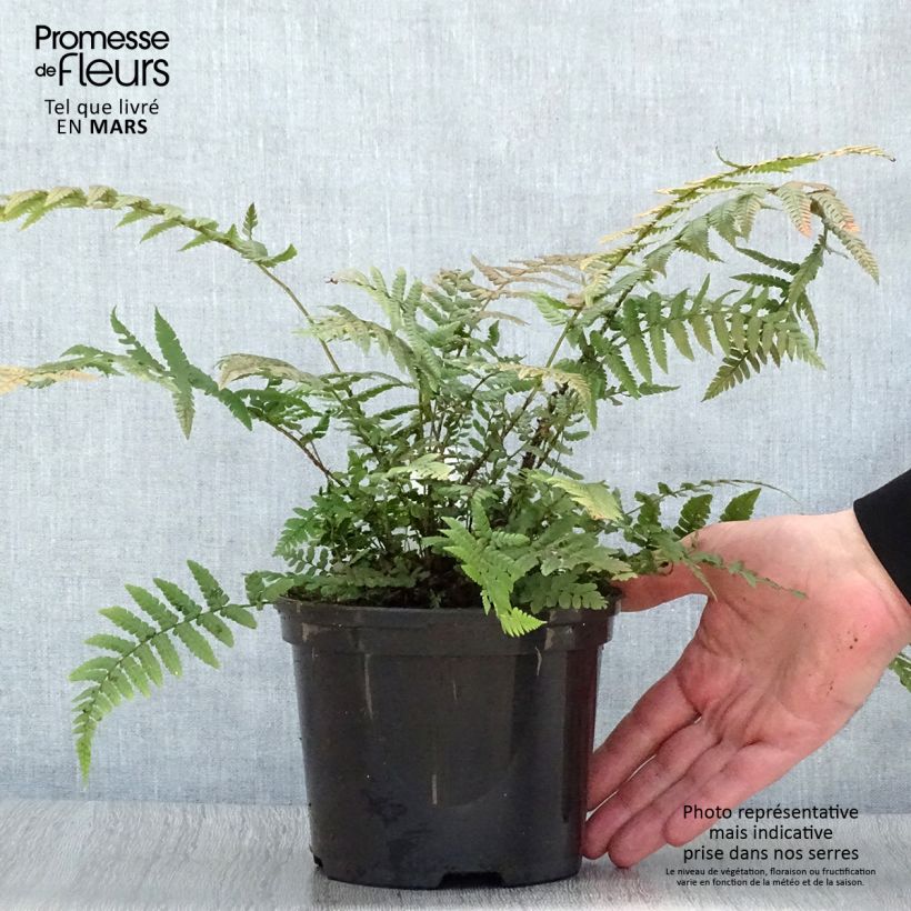 Example of Dryopteris wallichiana Vaso da 2L/3L as you get in printemps