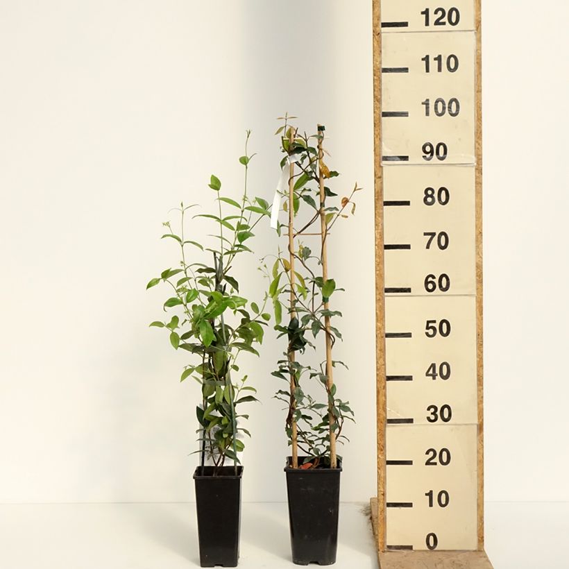 Example of Gelsomino stellato as you get in printemps