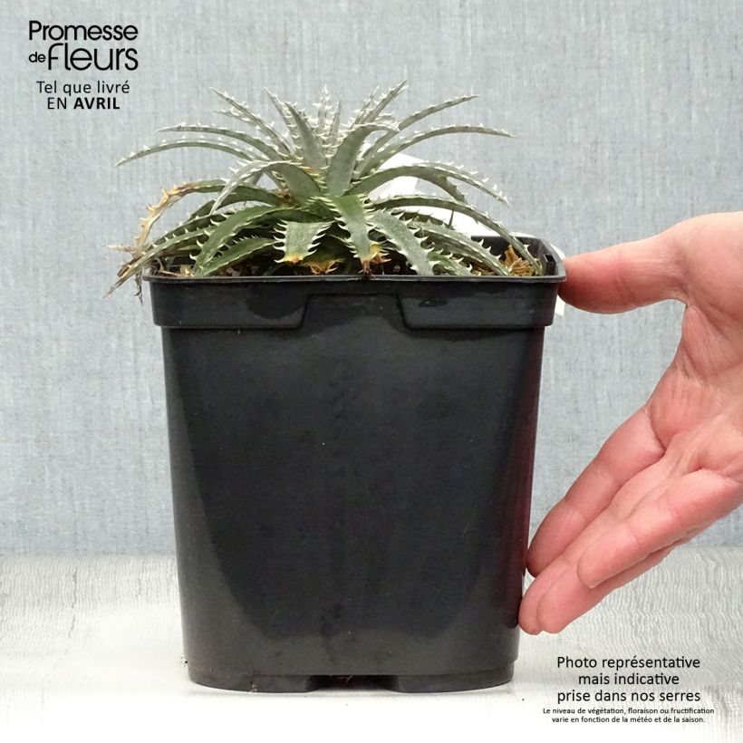 Dyckia Brittle Star Vaso da 3L/4L esemplare consegnato in primavera