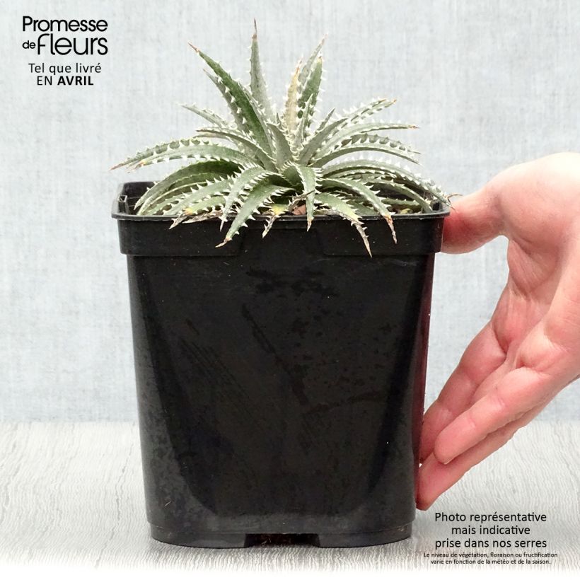 Dyckia Grand Marnier Vaso da 2L/3L esemplare consegnato in primavera
