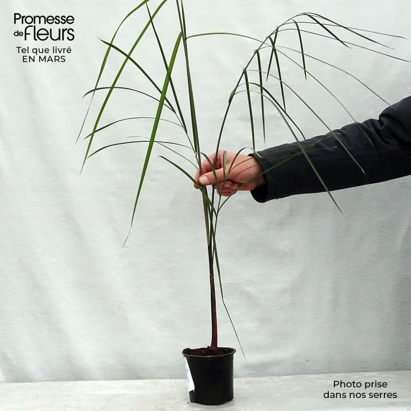 Dypsis plumosa Vaso da Ø 12 cm / 13 cm esemplare consegnato in primavera