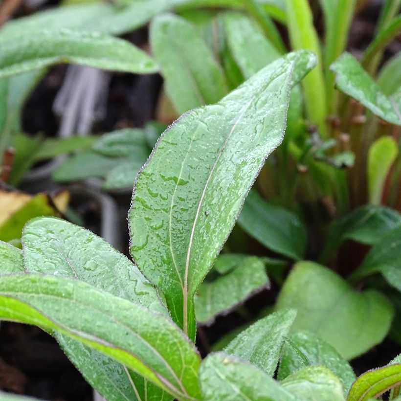 Echinacea Kismet Orange Intense (Foliage)