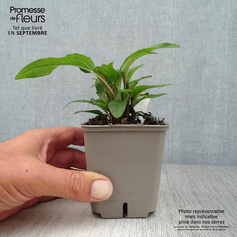 Esemplare di Echinacea Kismet Orange Intense Vasetto da 8/9 cm come consegnato in autunno