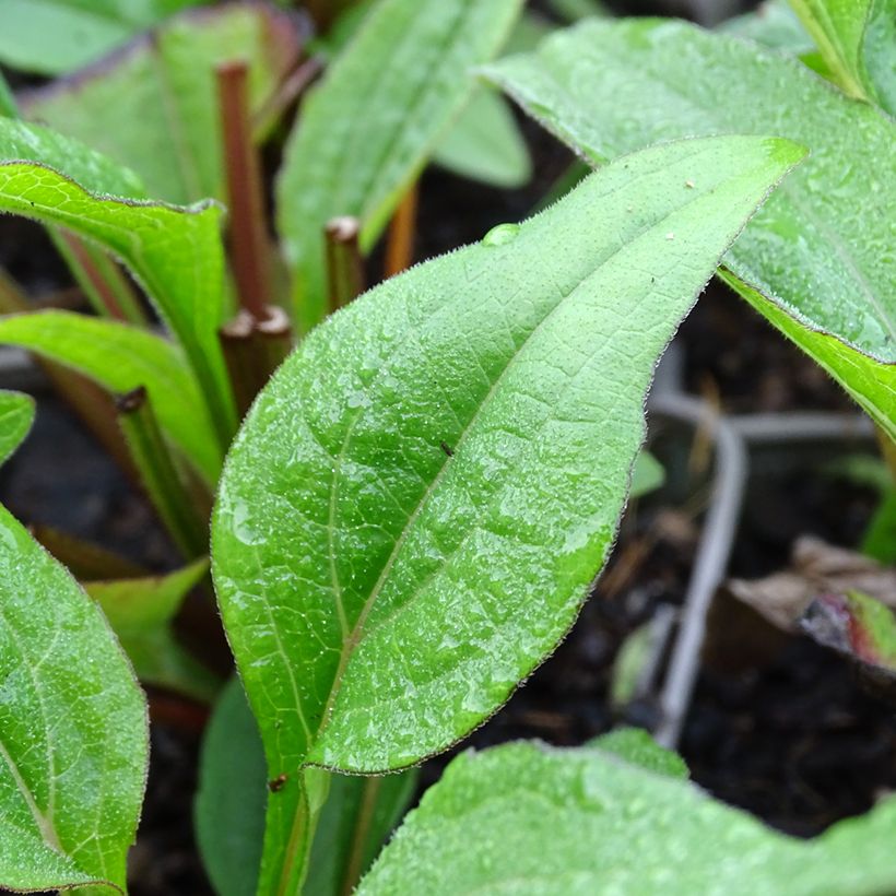 Echinacea Kismet Raspberry (Foliage)
