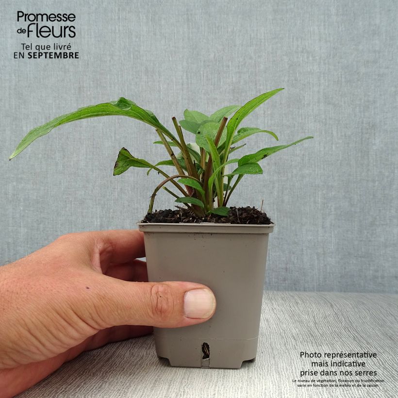 Example of Echinacea Kismet Raspberry Vasetto da 8/9 cm as you get in automne