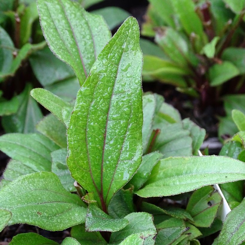 Echinacea Kismet Red (Fogliame)