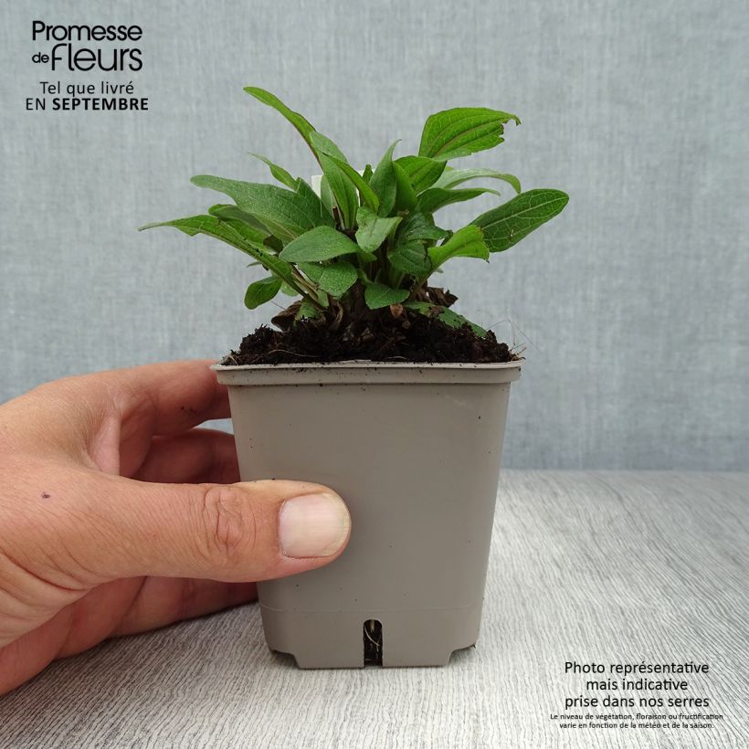 Esemplare di Echinacea Kismet Red Vasetto da 8/9 cm come consegnato in autunno