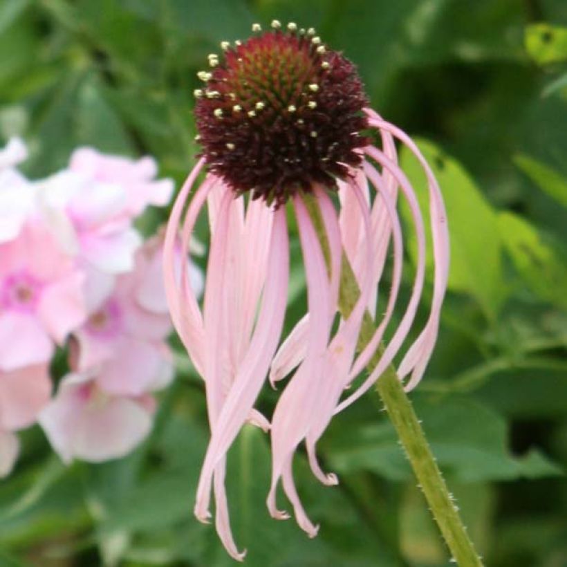 Echinacea pallida (Flowering)