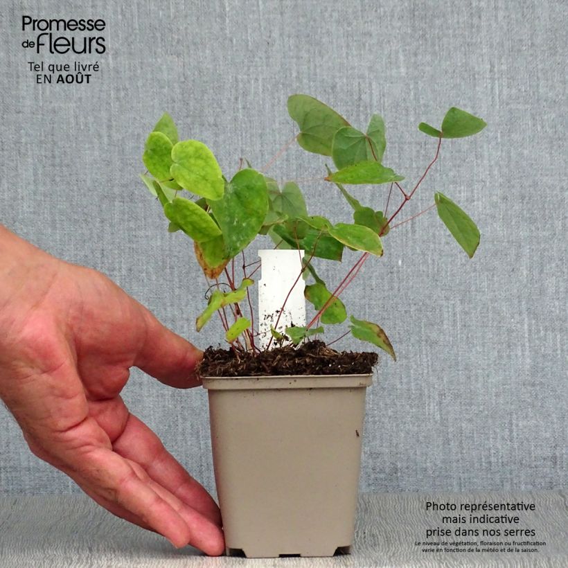 Esemplare di Epimedium acuminatum Vasetto da 8/9 cm consegnato in estate