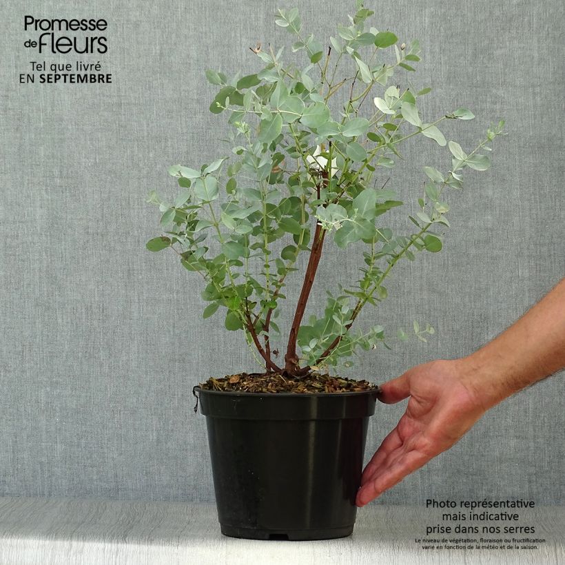 Esemplare di Eucalyptus archeri - Gommier alpin, Eucalyptus d'Archer Pot de 4L/5L come consegnato in autunno