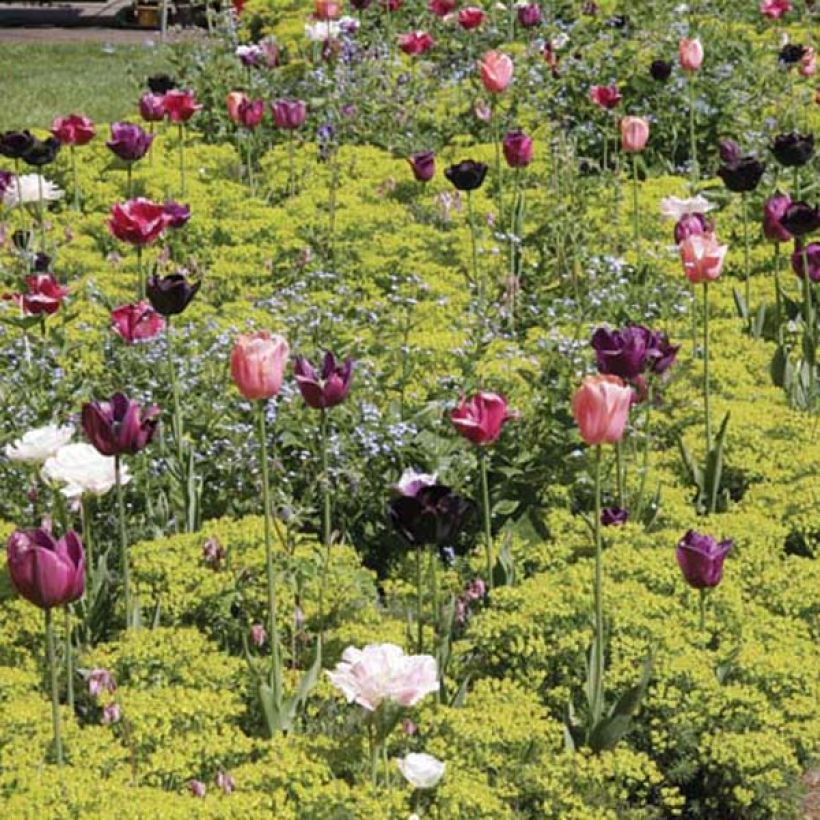 Euphorbia cyparissias - Euforbia cipressina (Porto)