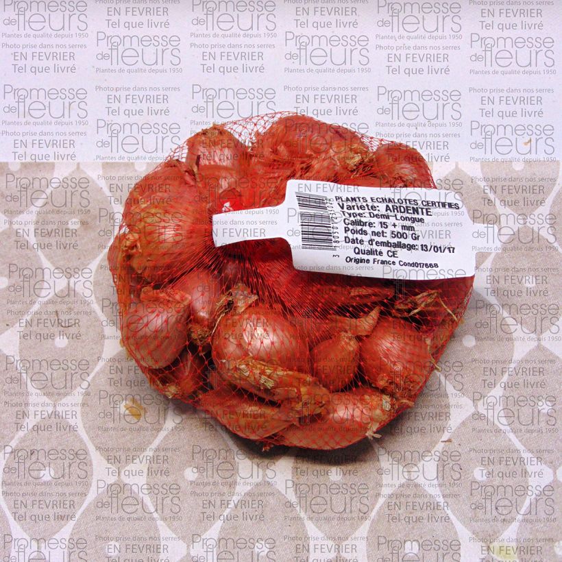 Esempio di esemplare Scalogno rosa Ardente Pezzo taglia 35/+ mm come consegnato