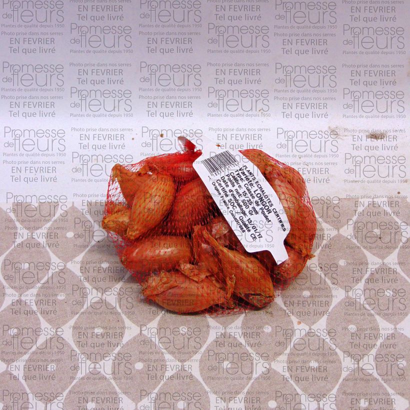 Example of Scalogno Longor (piante) Pezzo taglia 15/35 mm as you get