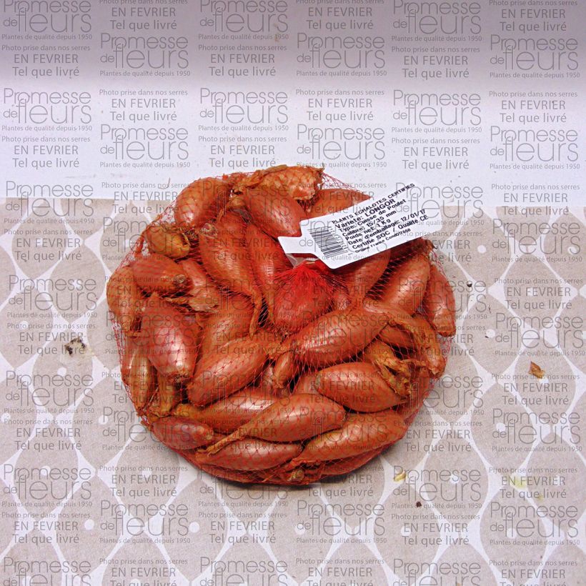 Example of Scalogno Longor (piante) Pezzo as you get