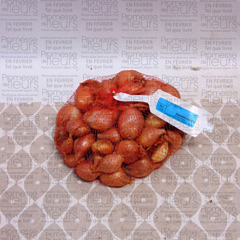 Example of Scalogno Mikor Pezzo as you get